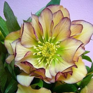 ヤエクリスマスローズ